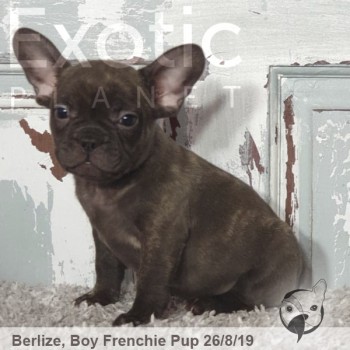 Berlize Male Chocolate French Bulldog Puppy POA